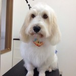 プチ・バセット　そら君２６７